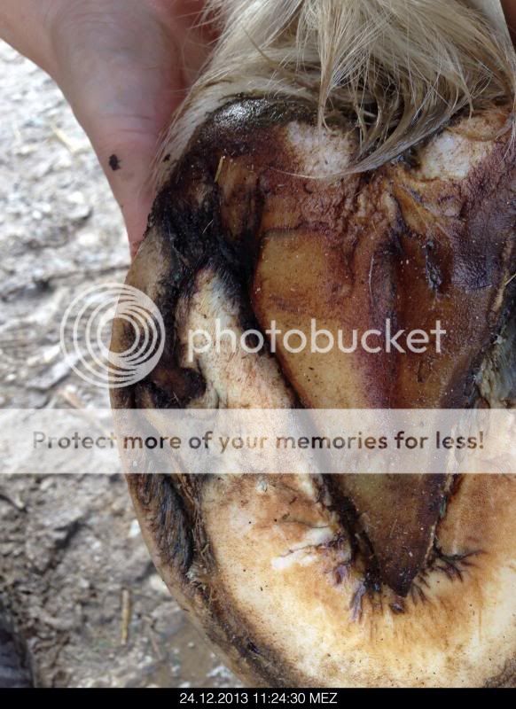 Hoof Wall Abscess HorseDVM Diseases AZ